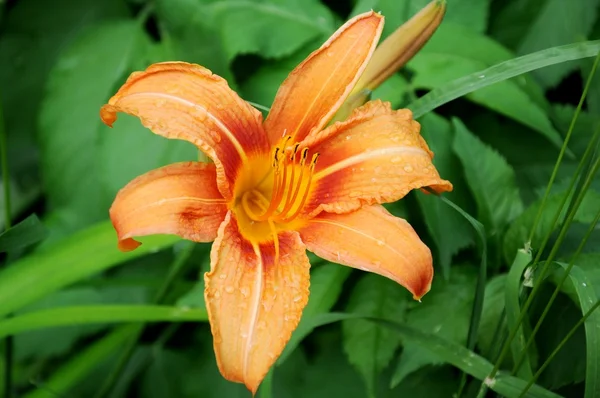 Stock image Orange flower