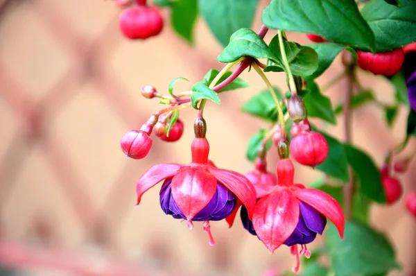 stock image Mauve and pink flowers