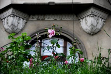 Architectural detail and garden