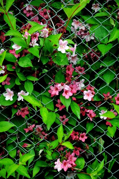 Mauve og rosa blomster – stockfoto