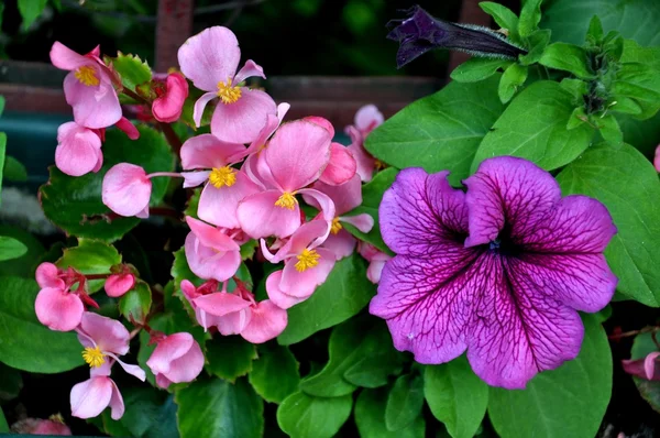 Lila und rosa Blüten — Stockfoto