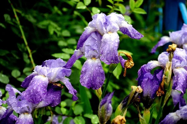 Mauve orchids with rain drops — Stock Photo, Image