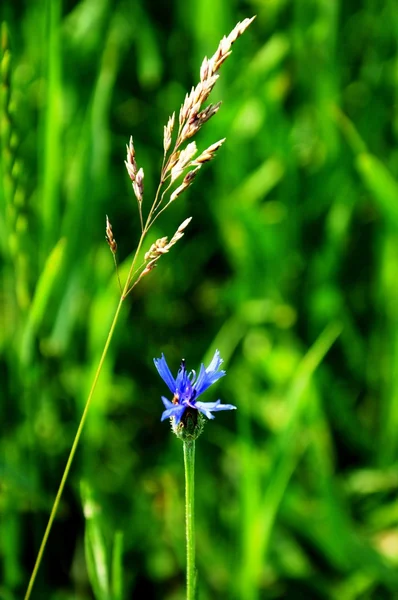 Green field with blue flower — Stock Photo, Image