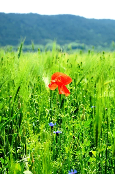 Weizenfeld mit rotem Mohn — Stockfoto