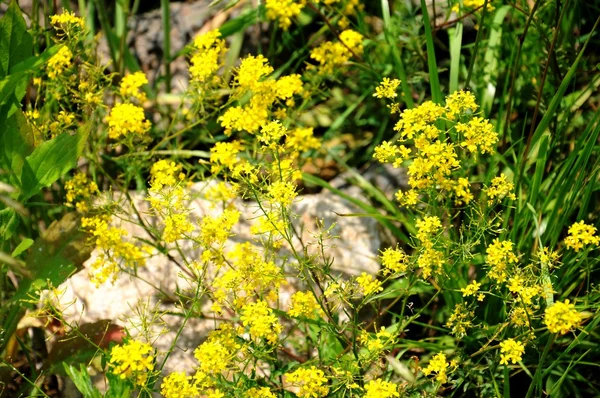 Πράσινο πεδίο με κίτρινα λουλούδια — Φωτογραφία Αρχείου