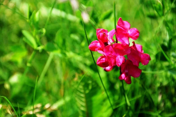 Green field with pink flower — Stock Photo, Image