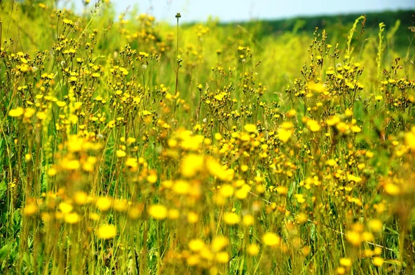 노란 꽃이 피는 녹색 밭 — 스톡 사진