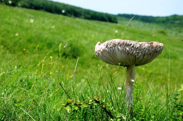 Зеленое поле и грибы — стоковое фото