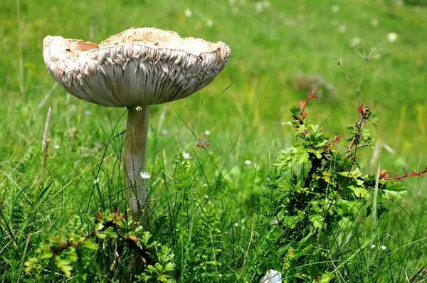 Zelená pole a houby — Stock fotografie
