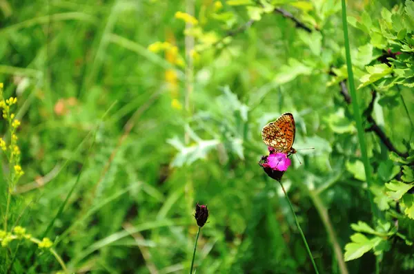 Wild flower and butterfly — Stock Photo, Image