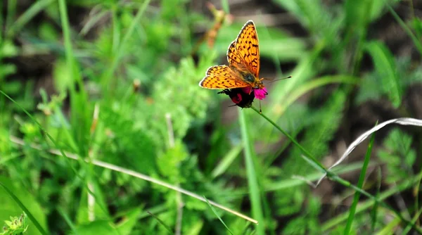 Flor silvestre y mariposa — Foto de Stock