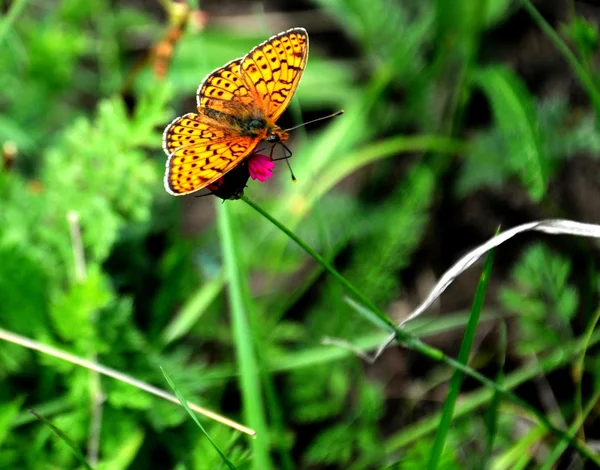 Wild bloem en vlinder — Stockfoto