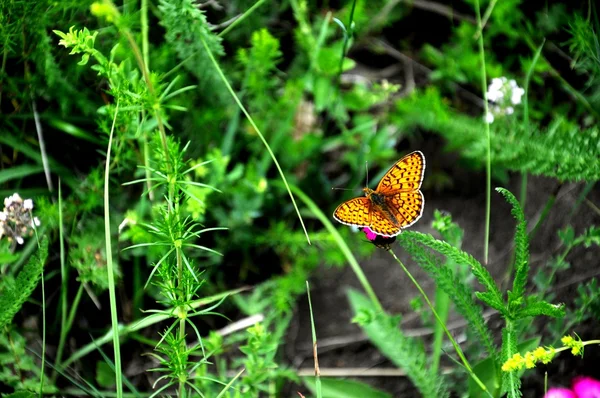 Flor silvestre y mariposa — Foto de Stock