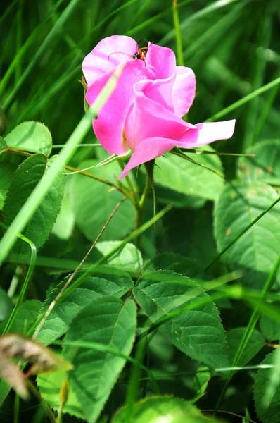 Green field with pink wild rose — Stock Photo, Image