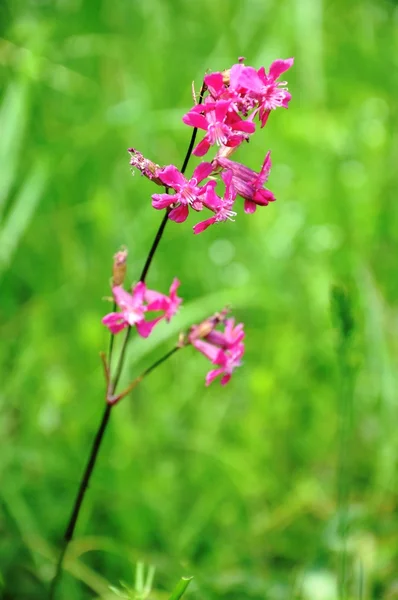 stock image Green field with wild flower