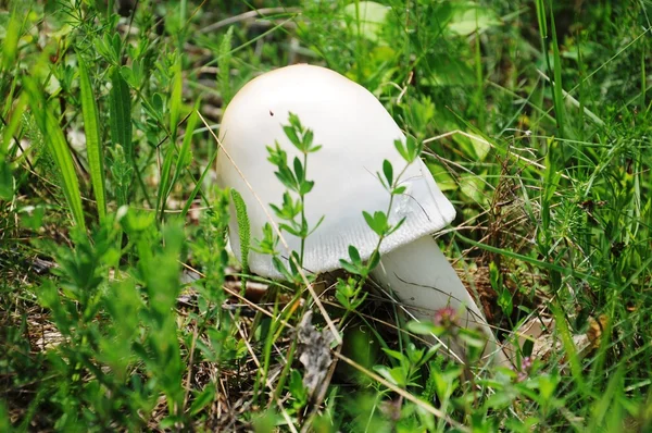 Groen veld en paddenstoelen — Stockfoto