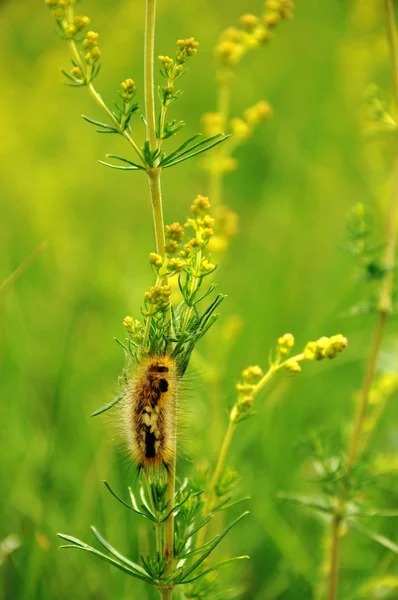 Gröna fält och blomma med caterpillar — Stockfoto