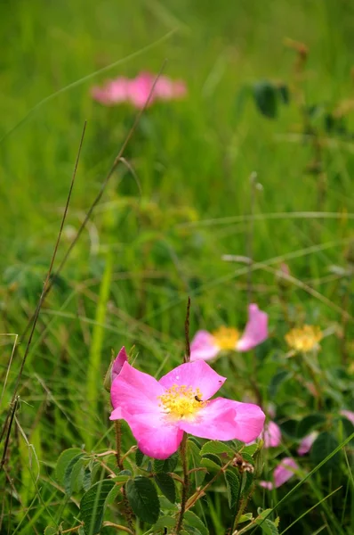 Zöld mező rózsaszín vadon élő rózsák — Stock Fotó
