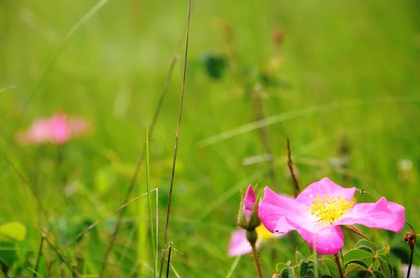 Green field with pink wild roses — Stock Photo, Image