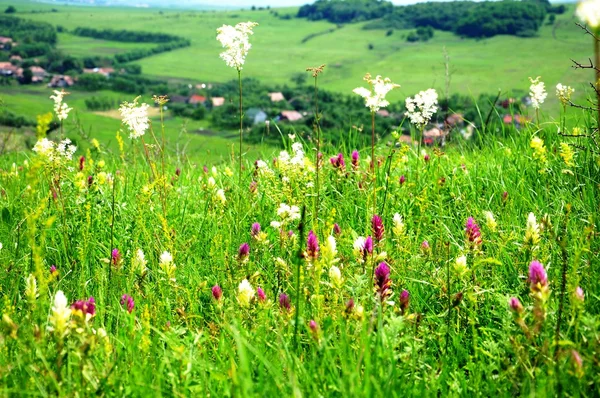 Зелене поле з квітами — стокове фото
