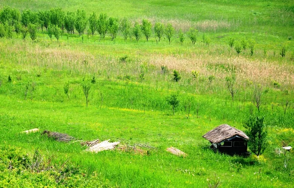Зелене поле і будинок — стокове фото