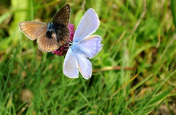 Blomma och två fjärilar — Stockfoto