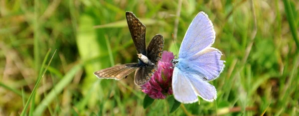 Flower and two butterflies — Stock Photo, Image