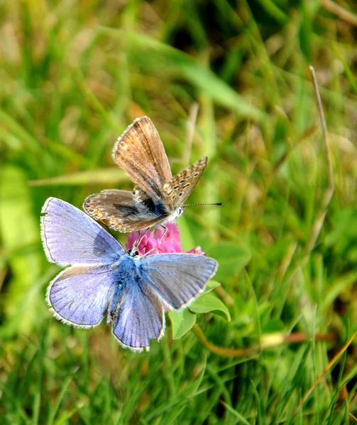Flower and two butterflies — Stock Photo, Image
