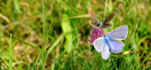 Flor y dos mariposas — Foto de Stock