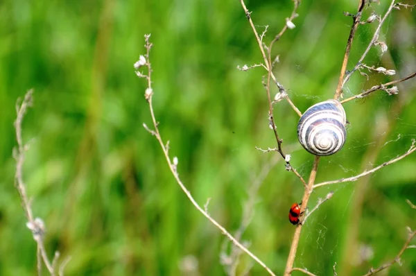 Green field and snail — Stock Photo, Image