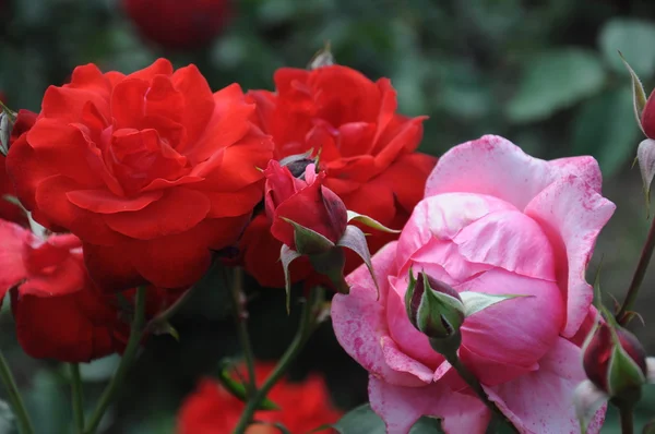 红玫瑰和粉红玫瑰 — 图库照片