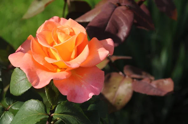 黄色-粉红玫瑰 — 图库照片
