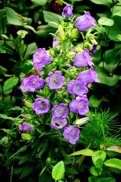 Flores de malva — Foto de Stock