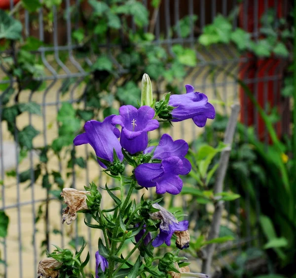 Flores azules — Foto de Stock