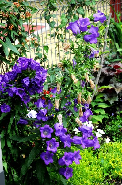 stock image Blue flowers