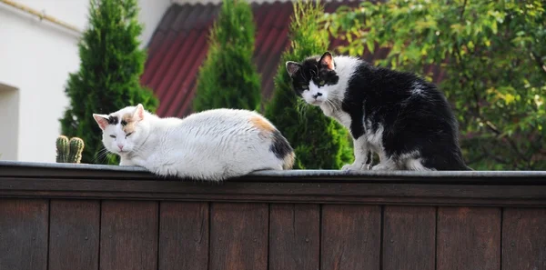 Две сидящие кошки — стоковое фото