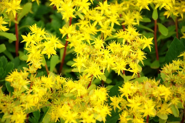 stock image Yellow flowers