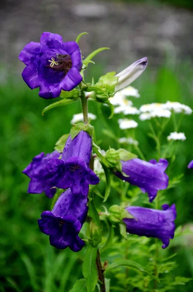 Blå blomma — Stockfoto