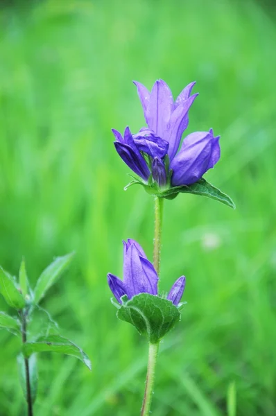 青い花 — ストック写真