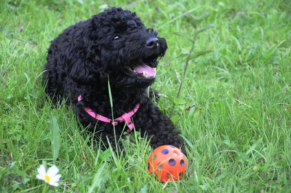 Black dog with ball and daisy — Stock Photo, Image