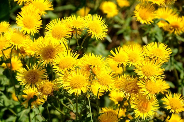 Keltaiset kukat — kuvapankkivalokuva