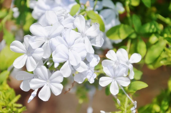 stock image Blue flowers