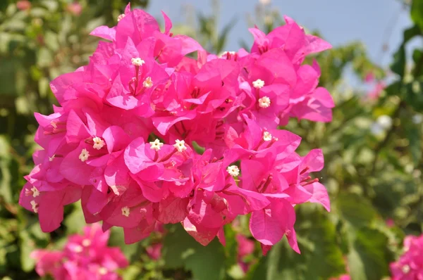 stock image Pink flowers