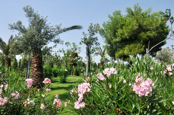 stock image Mediteranean garden