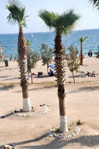Strand med palmer på Egeiska havet (Medelhavet) — Stockfoto