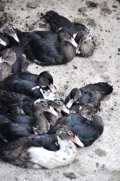 Black ducks — Stock Photo, Image
