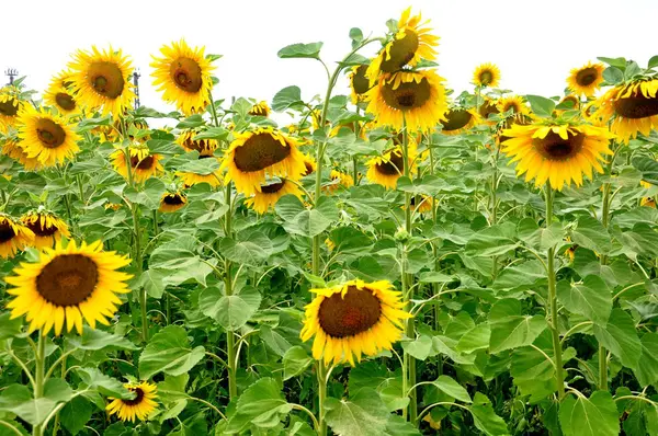 Stock image Sun-flower field