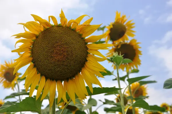 Flores do sol — Fotografia de Stock