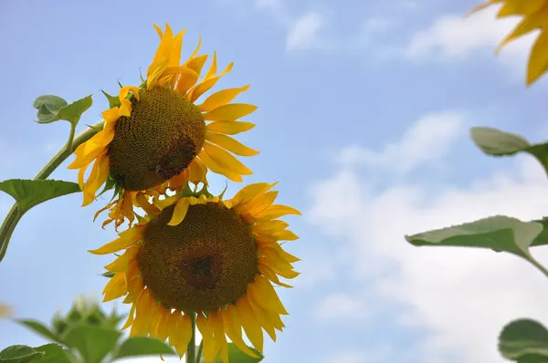 Flores do sol — Fotografia de Stock
