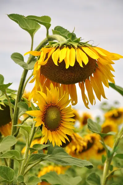 Flores de sol — Foto de Stock
